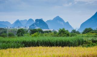 华师大附属中学