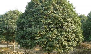 北方桂花树种植技术